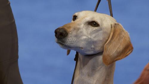 nbc_dog_saluki_231120.jpg