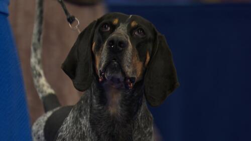 nbc_dog_bluetickcoonhound_231121.jpg