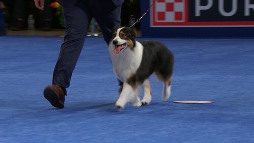 nbc_dog_australianshepard_231121.jpg