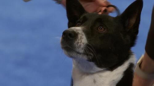 nbc_dog_herdingfulljudging_231121.jpg