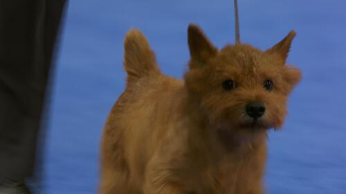 nbc_dog_norwichterrier_231121.jpg