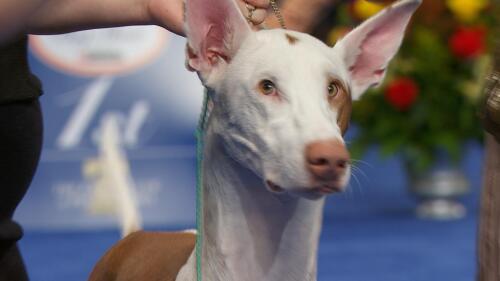 nbc_dog_ibizanhound_231120.jpg