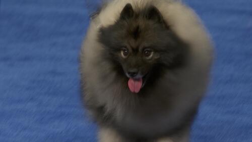 nbc_dog_keeshond_231120.jpg