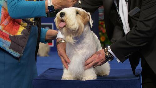 nbc_dog_sealyhamterrier_231121.jpg