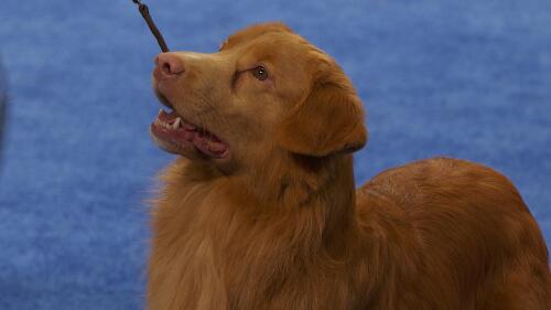 nbc_dog_sportingfulljudgingv2_231121.jpg