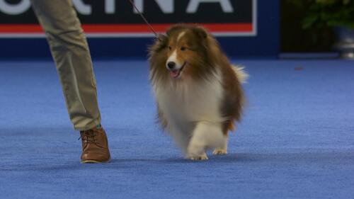 nbc_dog_shetlandsheepdogv2_231121.jpg