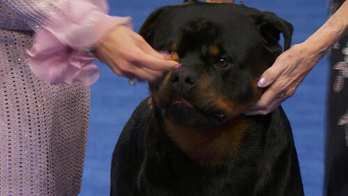 nbc_dog_rottweiler_231122.jpg