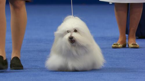 nbc_dog_cotondetulear_231120.jpg