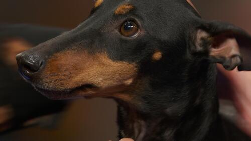 nbc_dog_manchesterterrier_231121.jpg