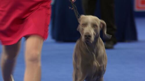 nbc_dog_weimaraner_231120.jpg