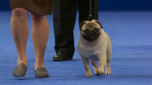 nbc_dog_pug_231120.jpg