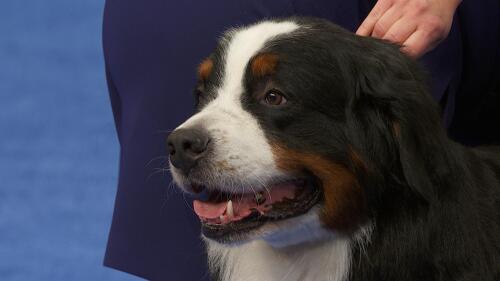 nbc_dog_bernesemtdogv2_231122.jpg