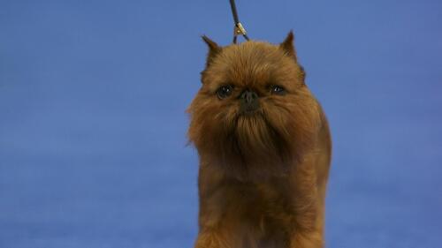 nbc_dog_brusselsgriffon_231120.jpg