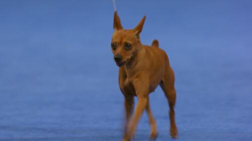 nbc_dog_toyfulljudging_231121.jpg